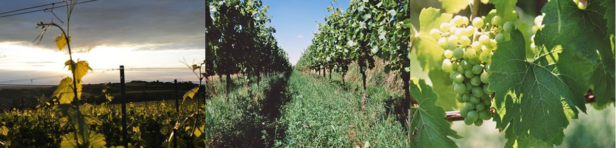 Weinbaugebiet DEUTSCHLAND BADEN / BREISGAU